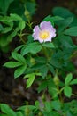 Prairie Rose Ã¢â¬â Rosa setigera